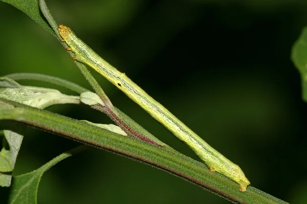 Insekten auf grünem Blatt — Stockfoto