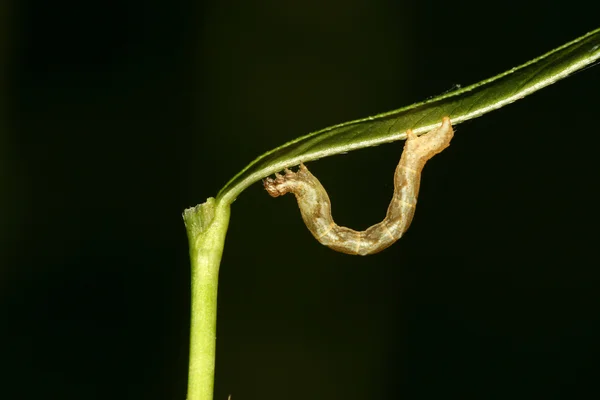 Ceometrid dans un fond noir — Photo