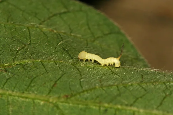 Larvas de convolvuli de feijões — Fotografia de Stock