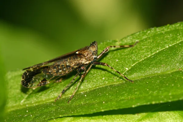 Insectos — Foto de Stock