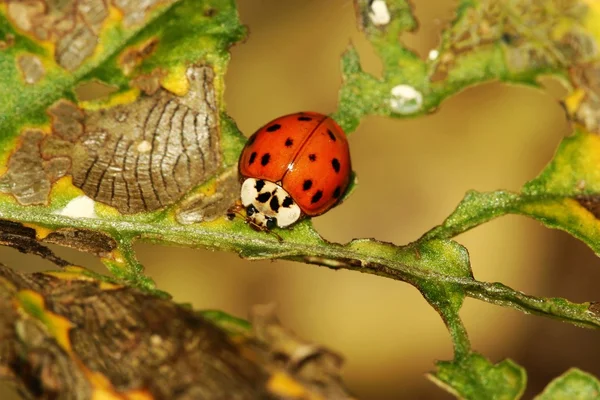 Ladybug — Stock Photo, Image