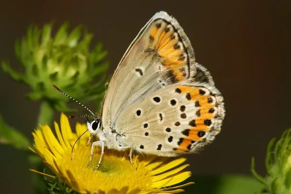 तितली — स्टॉक फ़ोटो, इमेज