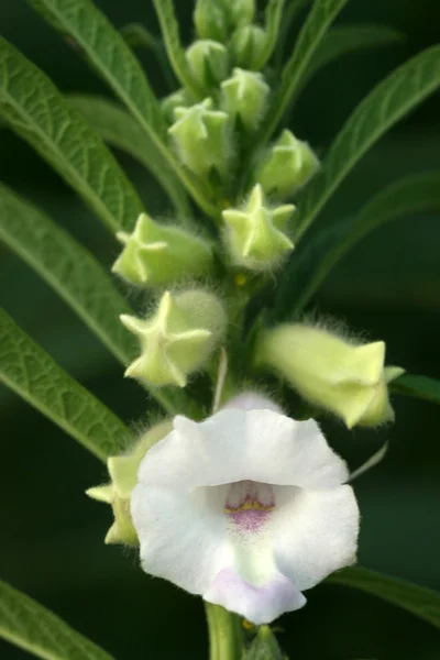 Flor de sésamo — Fotografia de Stock