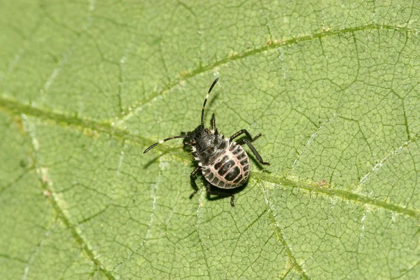 Stinkbug — Zdjęcie stockowe