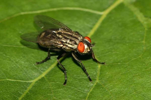 Skicka flugor — Stockfoto