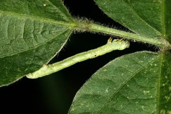 Insekter — Stockfoto