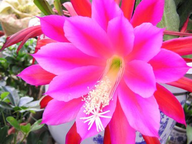 Nopalxochia ackermannii