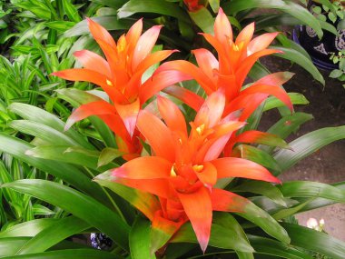 ananas Çiçek Bahçe Güzellik