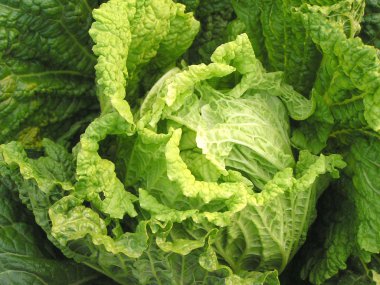 Çin Lahanası plantasyon içinde seçme