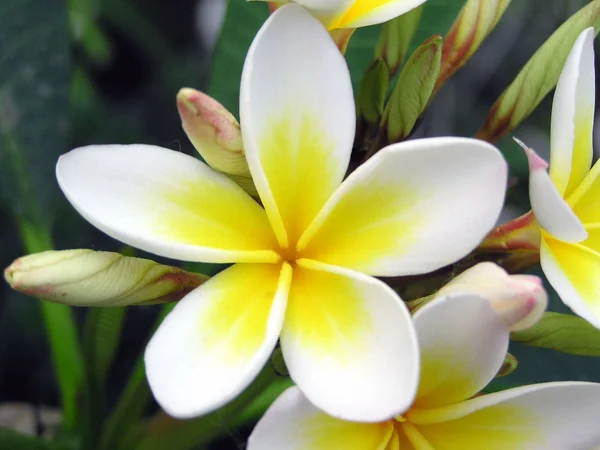 Белый симеон Гардения цветы — стоковое фото