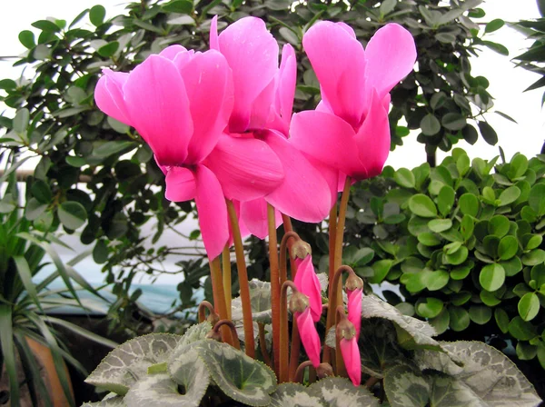 Bellissimi fiori in un mercato di fiori — Foto Stock