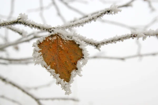 Blätter mit Frost — Stockfoto