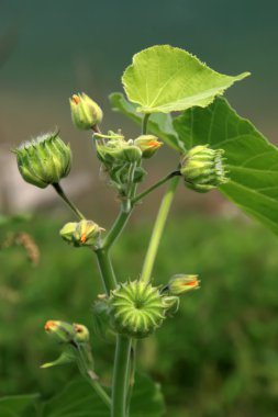 Abutilon