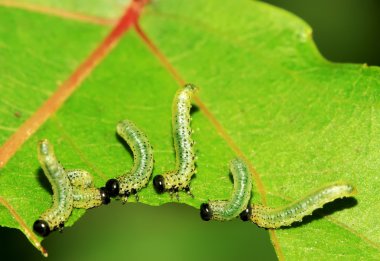 vahşi yaprak yiyen böcekler grupları