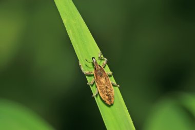 Weevil yeşil yaprak üzerinde