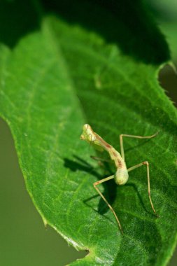 peygamber devesi üzerinde yaprak yeşil