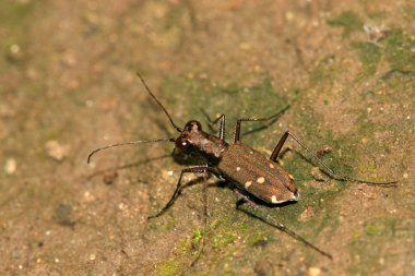 coleoptera böcekler parlak bakır ile