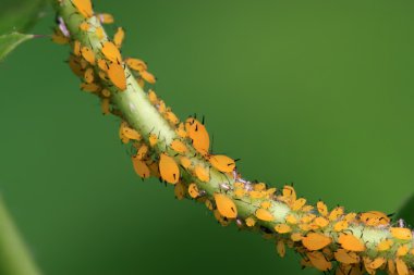 Close up of aphid clipart