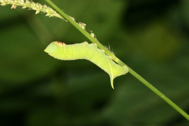 fasulye convolvuli larvalar