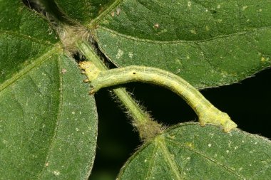böcekler yakın çekim