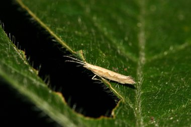 plutella xylostella closeup