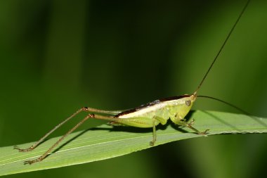 böcekler yakın çekim