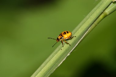 çekirke yakın çekim