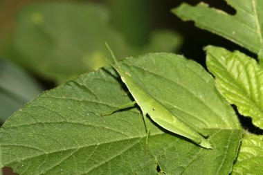 keçiboynuzu yakın çekim