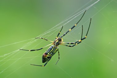Spider yakın çekim