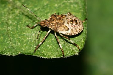çekirke yakın çekim