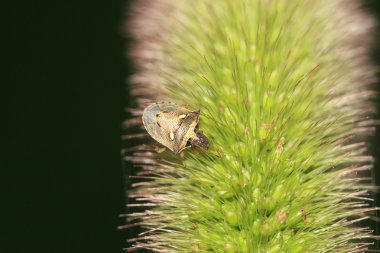 çekirke yakın çekim