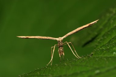 tatlı patates tüy güve