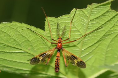 böcekler üzerinde yaprak yeşil