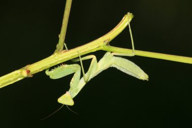 peygamber devesi