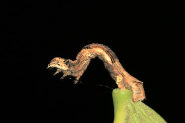 ceometrid yakın çekim