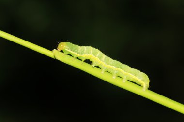 böcekler yakın çekim