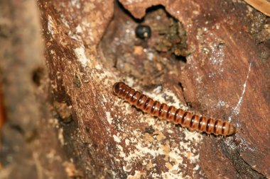 böcekler yakın çekim