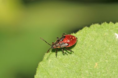 çekirke yakın çekim