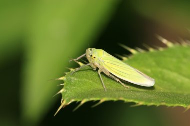 Leafhopper clipart