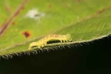 fasulye convolvuli