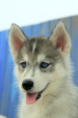 Evcil Köpek