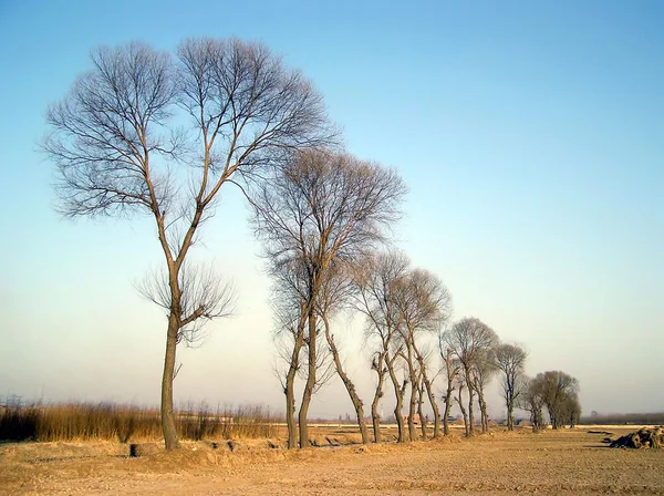 Droge takken — Stockfoto