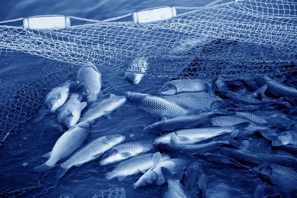 Süßwasserfische im Teich, China — Stockfoto
