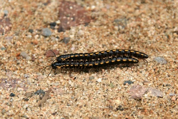 Paarungspersönlichkeiten — Stockfoto