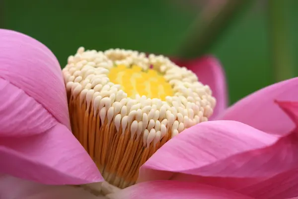 Gros plan du lotus — Photo