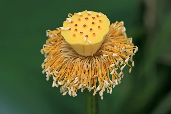 Close up of Lotus — Stock Photo, Image