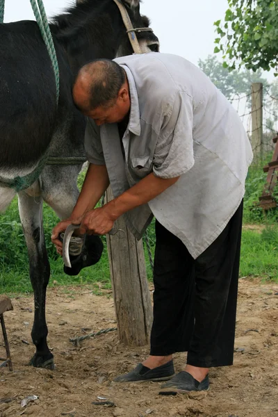 Artisan give a donkey nail palm, china — Stock Photo, Image