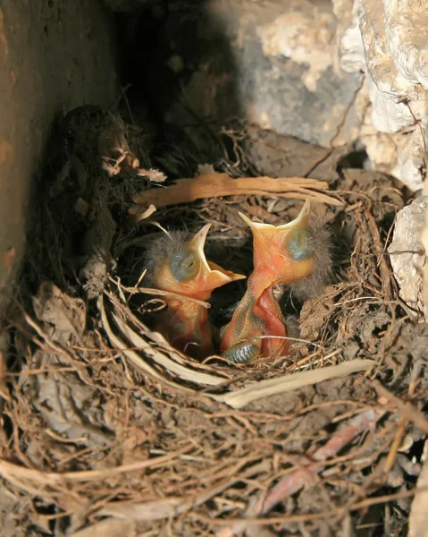 Red-tailed robin genesteld — Stockfoto