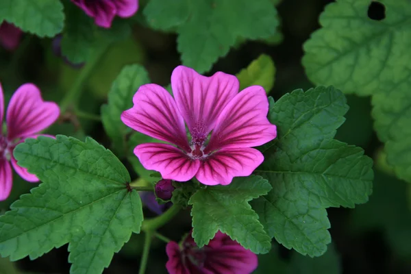 Blumen — Stockfoto