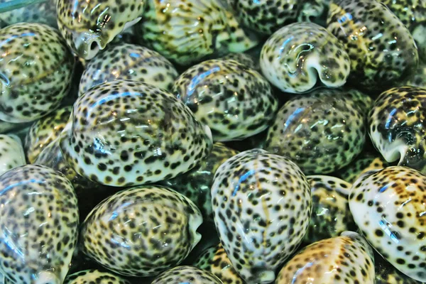 Shellfish shell objects — Stock Photo, Image